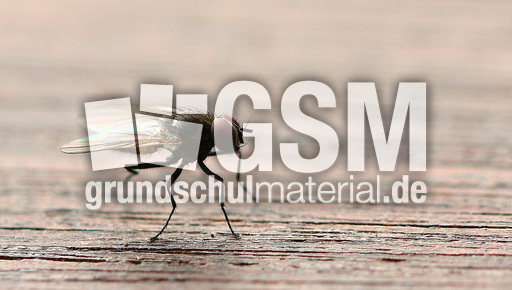 Stubenfliege (4).jpg